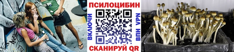 блэк спрут рабочий сайт  Кашин  Галлюциногенные грибы Psilocybine cubensis 
